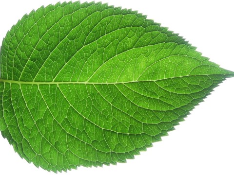 leaf