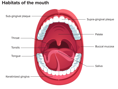 mouth