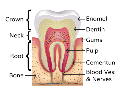 tooth