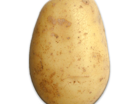 potato