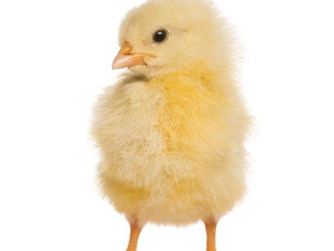 chick