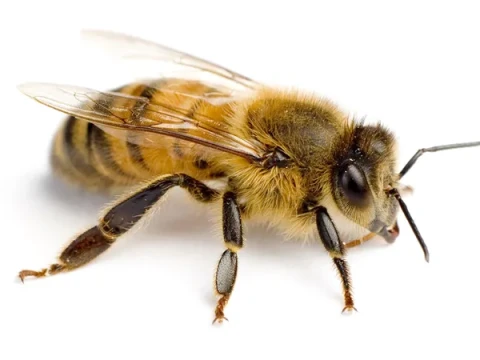 bee