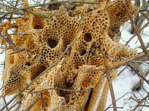 hive