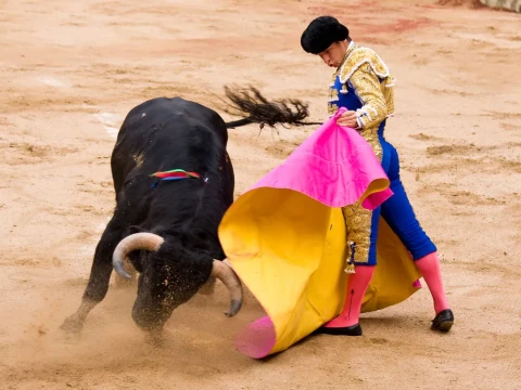 bullfight