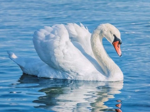 swan