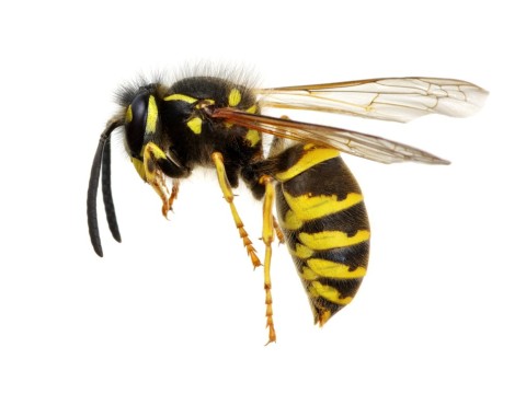 wasp