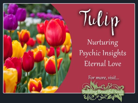 tulip