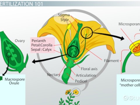 fertilization