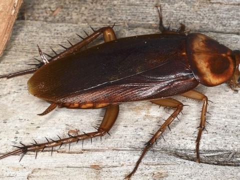 cockroach