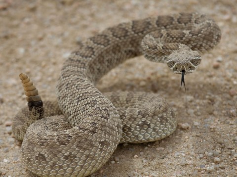 rattlesnake