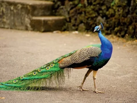 peacock