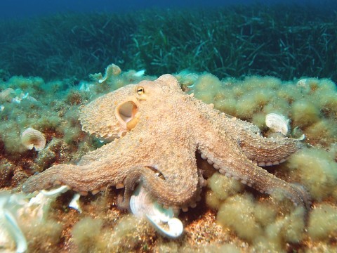 octopus