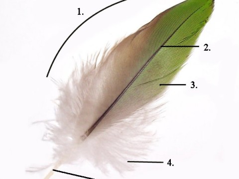 feathery