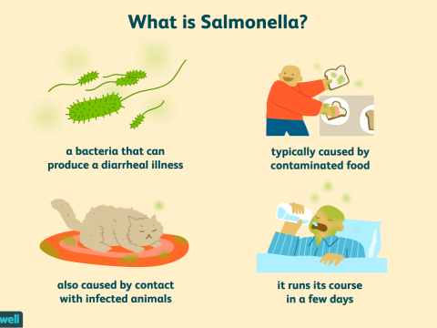 salmonella