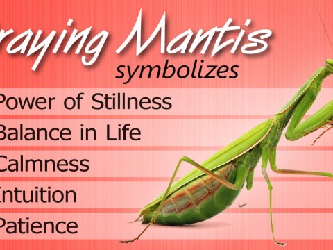 praying mantis