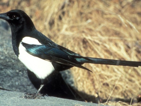 magpie