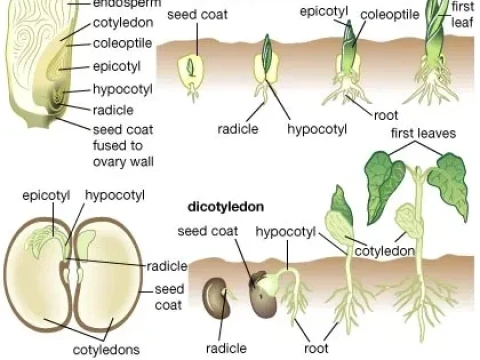 radicle