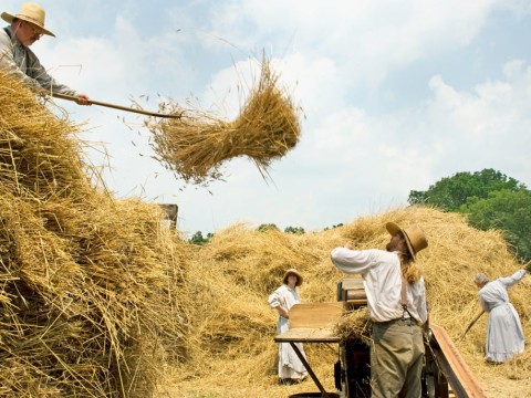 threshing