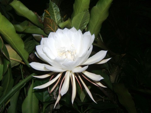 epiphyllum