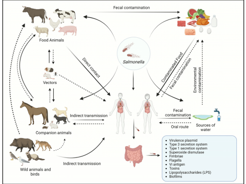 salmonellosis