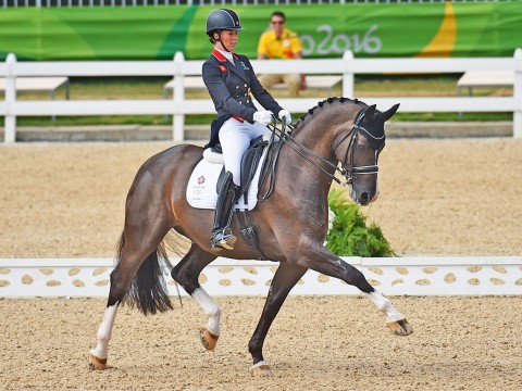 dressage