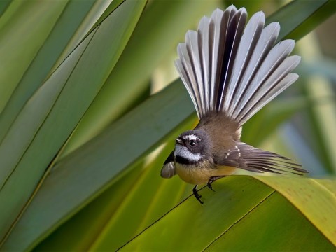 fantail