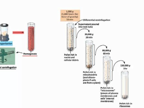 fractionation