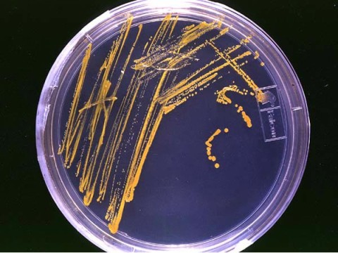 bacteriology