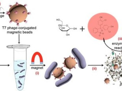 bacteriolysis