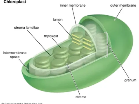 bacteriochlorophyll