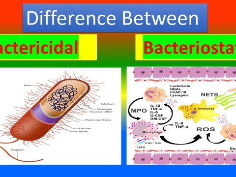 bacteroidal