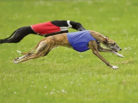 coursing