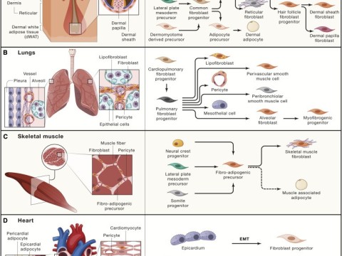 fibroblast