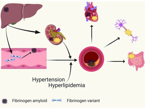 fibrinogen