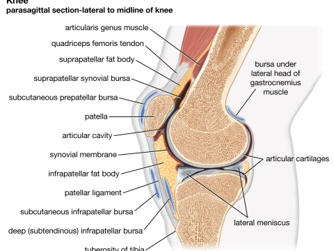 fibrocartilaginous