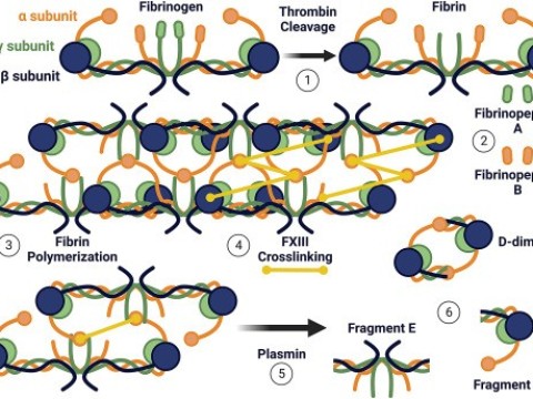 fibrinopeptide