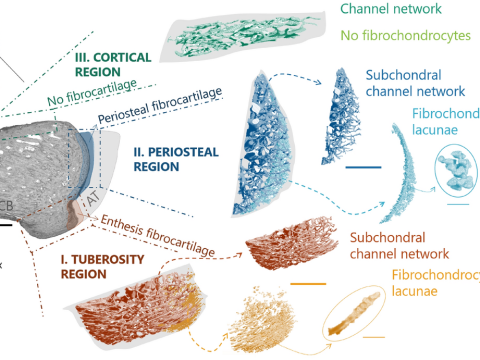 fibrocartilage