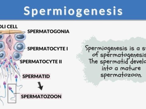 spermatogenesis