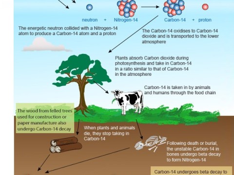 radiocarbon