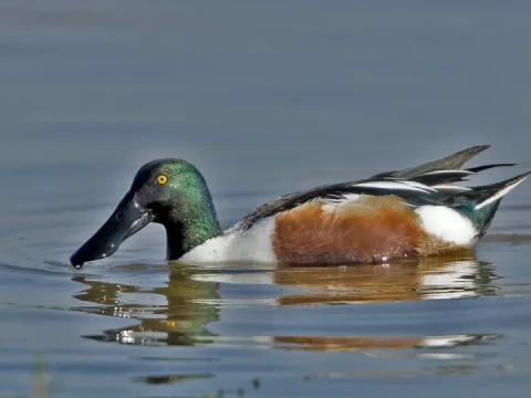 shoveler