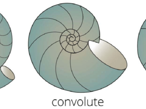 convolute