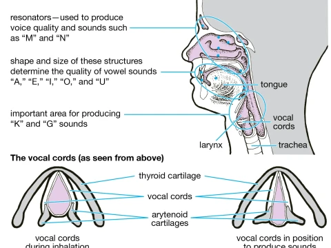 vocalization