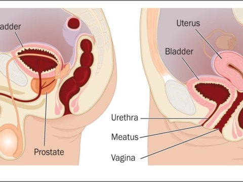 genitourinary