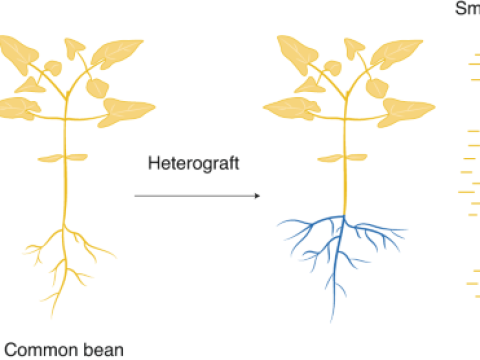 heterograft