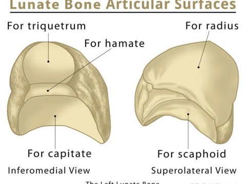 lunate