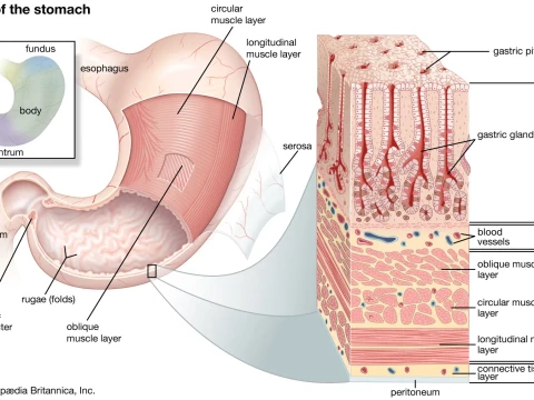 stomachal