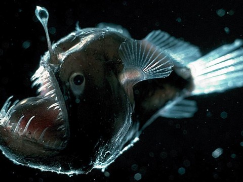 anglerfish