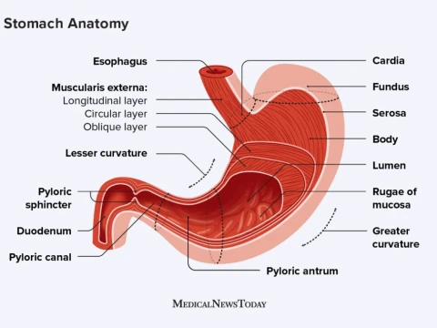 stomach