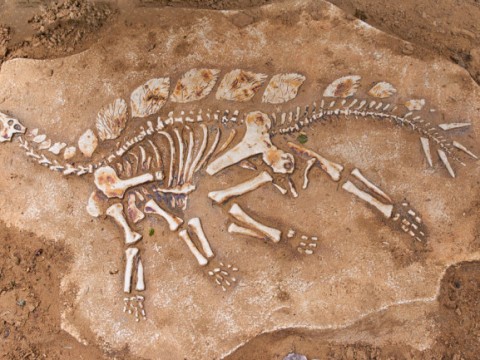 fossil