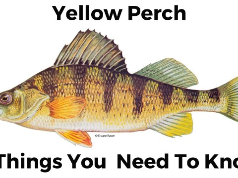 perch